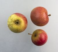 Dronning Louise æble